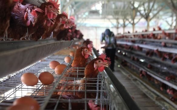 Pemerintah Minta Kepala Daerah Fokus Cegah Inflasi Pangan di Wilayahnya