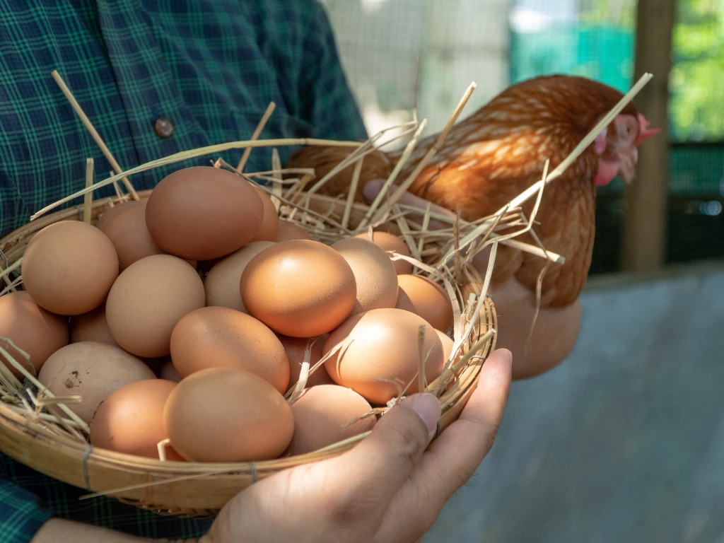 Menjelang Libur Akhir Tahun, Bapanas Pastikan Stok Telur Ayam Aman