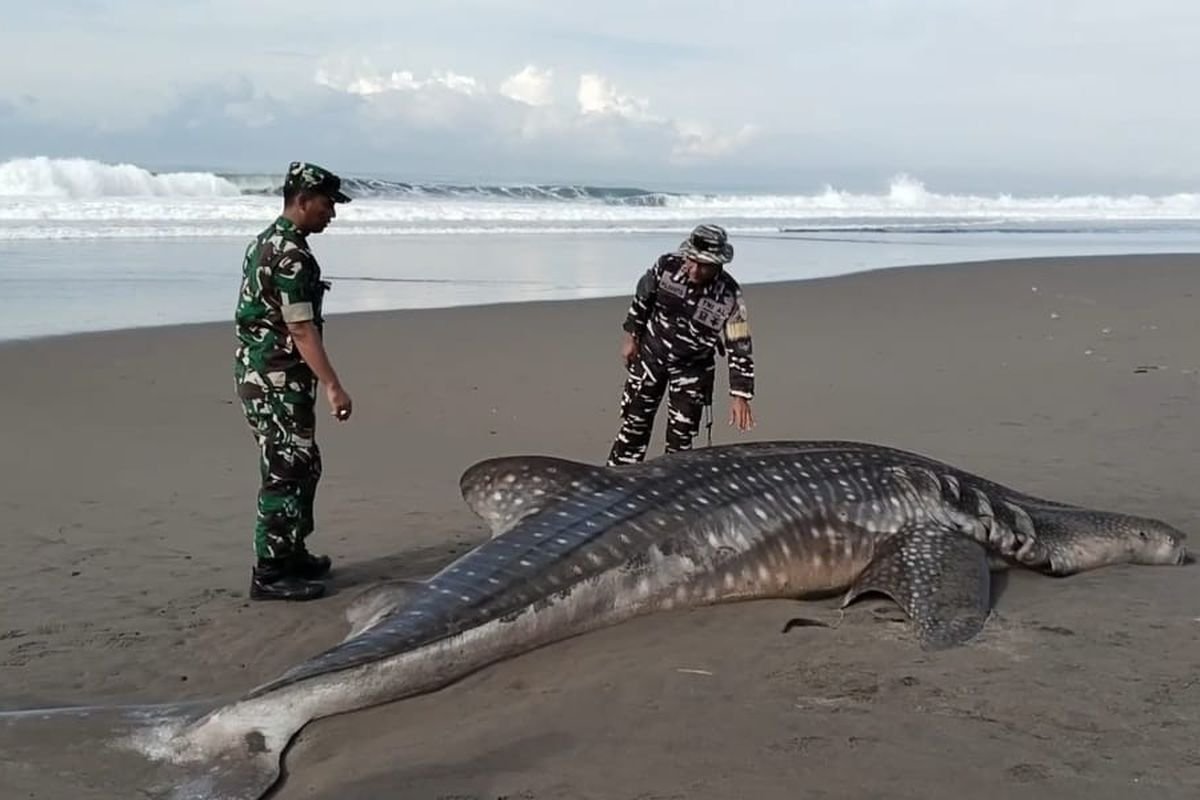 Tragedi Hiu Paus Terbesar di Purworejo: 5,2 Meter Mati Terdampar di Pantai Pasir Puncu