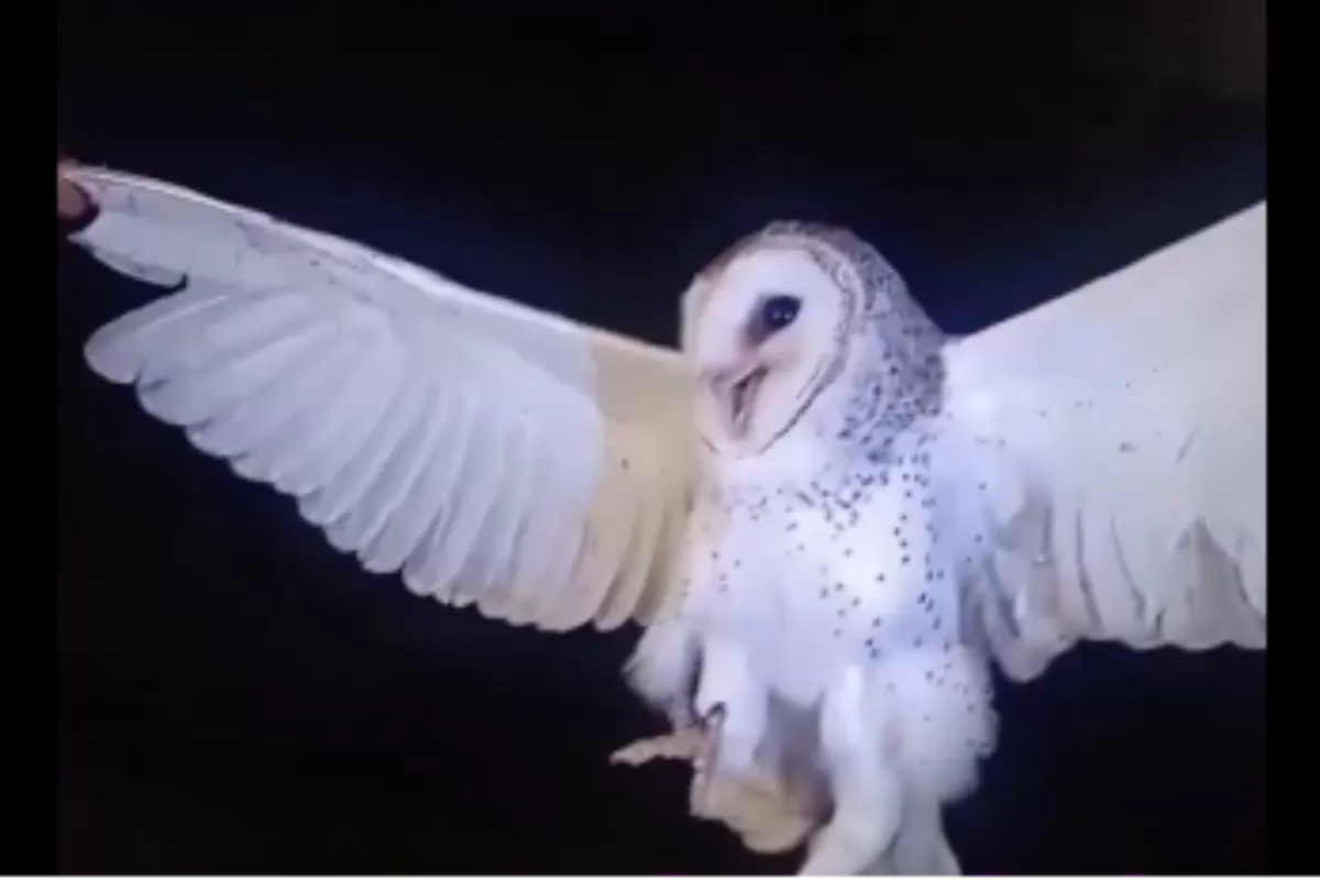 Video Viral di NTT: Burung Hantu Manguni Ditembak Mati karena Dianggap Ganggu Tidur