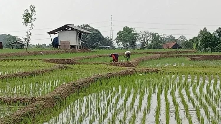 Waspada Kemarau Panjang, Komisi IV DPR Desak Pengelolaan Stok Pangan Nasional