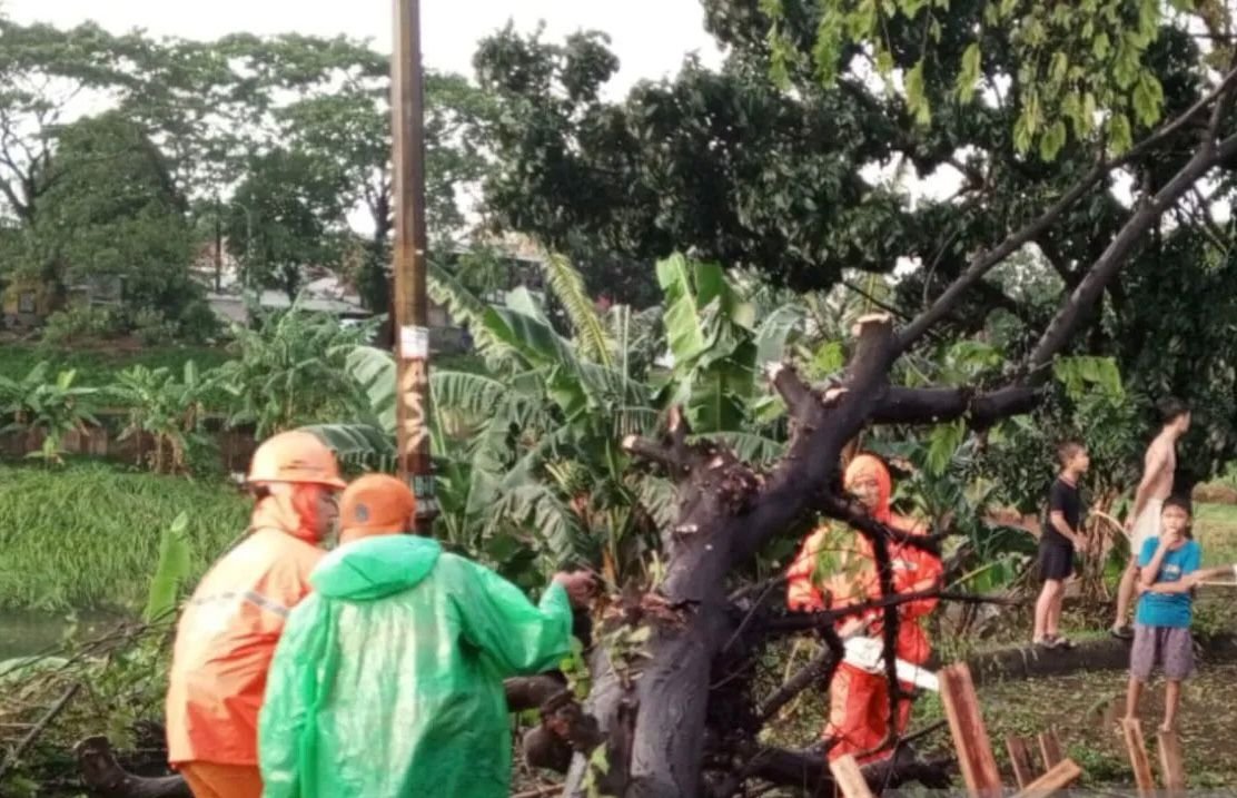 Diterjang Hujan dan Angin Kencang, Belasan Pohon di Jakarta Timur Tumbang Menutup Jalan