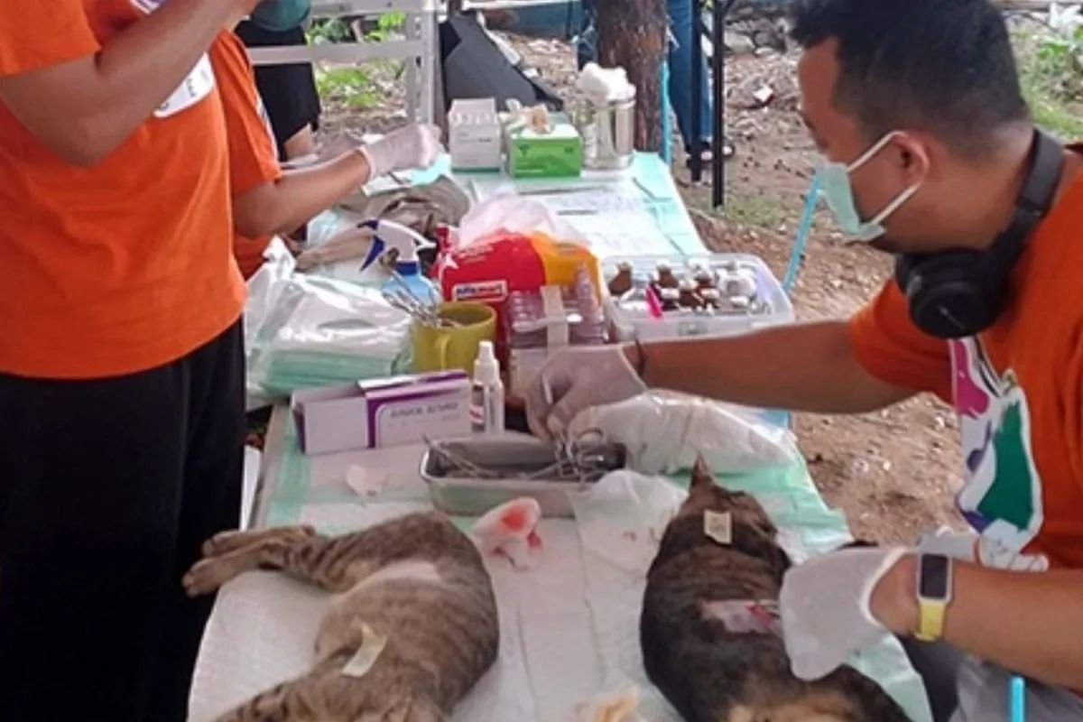 Sudin KPKP Gelar Vaksinasi dan Sterilisasi 251 Hewan di Pulau Sabira untuk Cegah Rabies