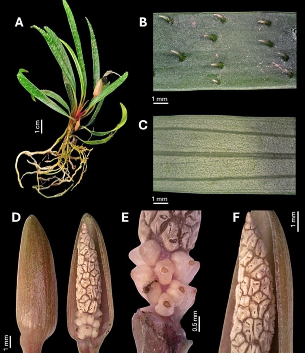 Viral di Media Sosial, Peneliti ITB Temukan Tiga Spesies Baru di Sumatra