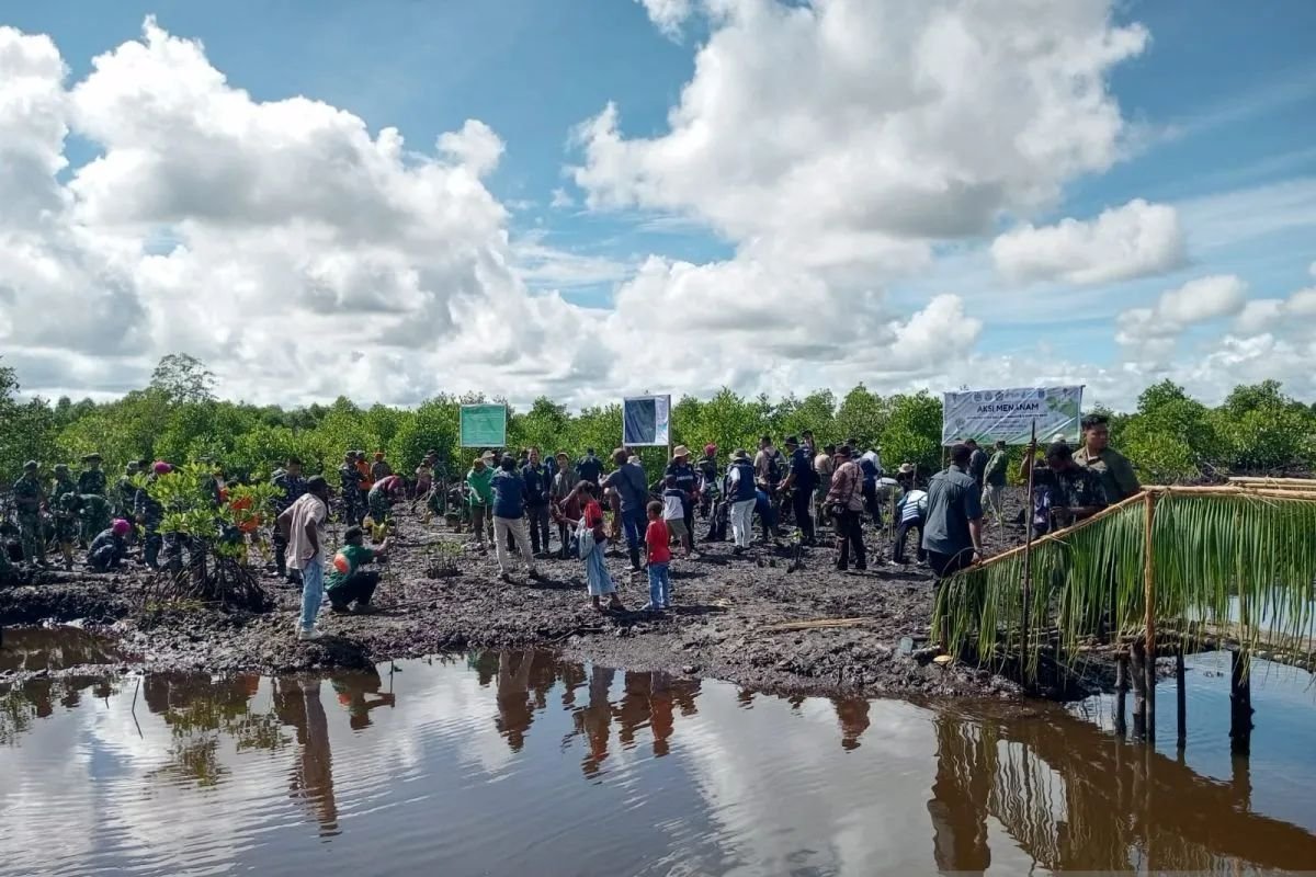 Lawan Perubahan Iklim, Pemerintah PBD Tanam 36.000 Mangrove Secara Serentak