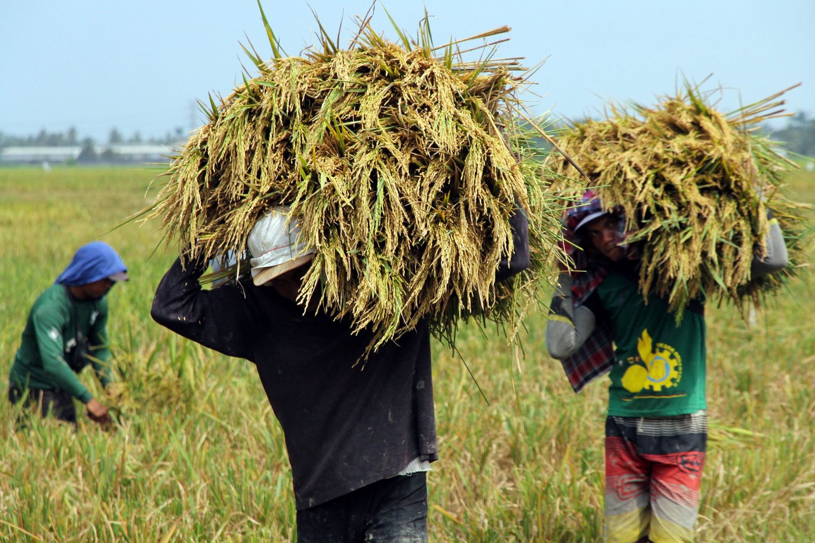 Bulog Pastikan Tetap Serap Hasil Panen Petani Demi Stabilitas Pangan Nasional