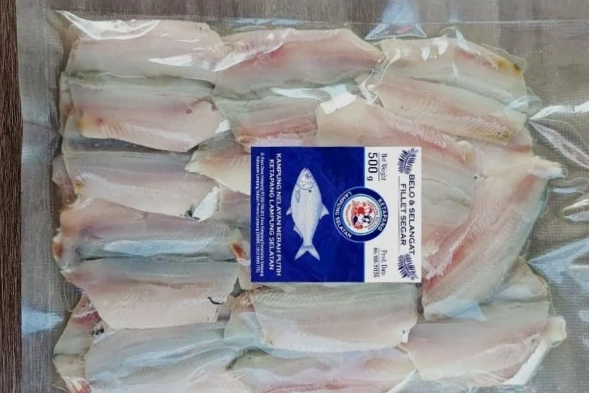 KNMP Lampung Selatan Berhasil Tingkatkan Nilai Ikan hingga Rp14.000 per Kg