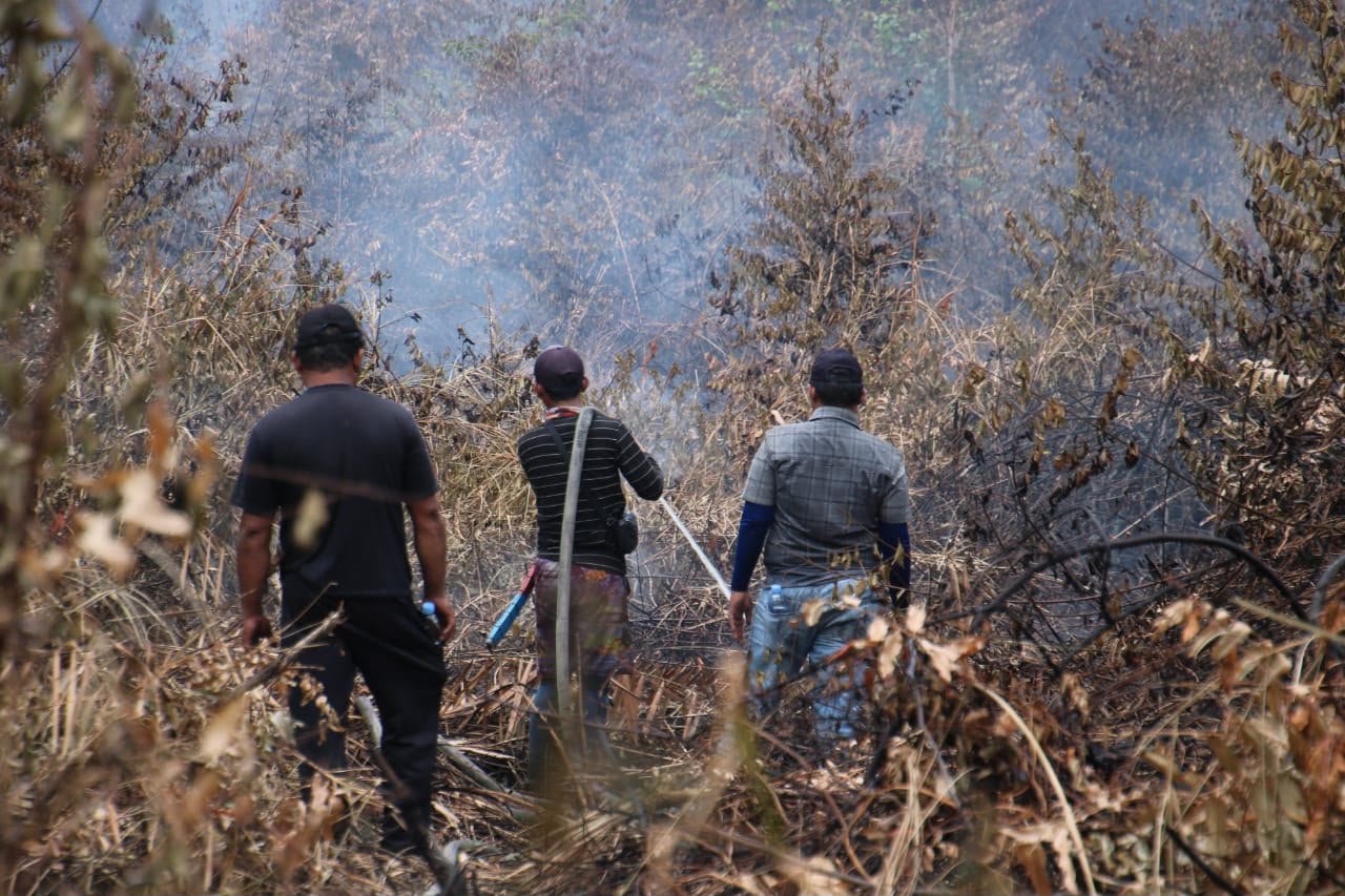 Update Kebakaran Tanjung Puting: Belum Padam, BNPB Beberkan Kendala Lapangan