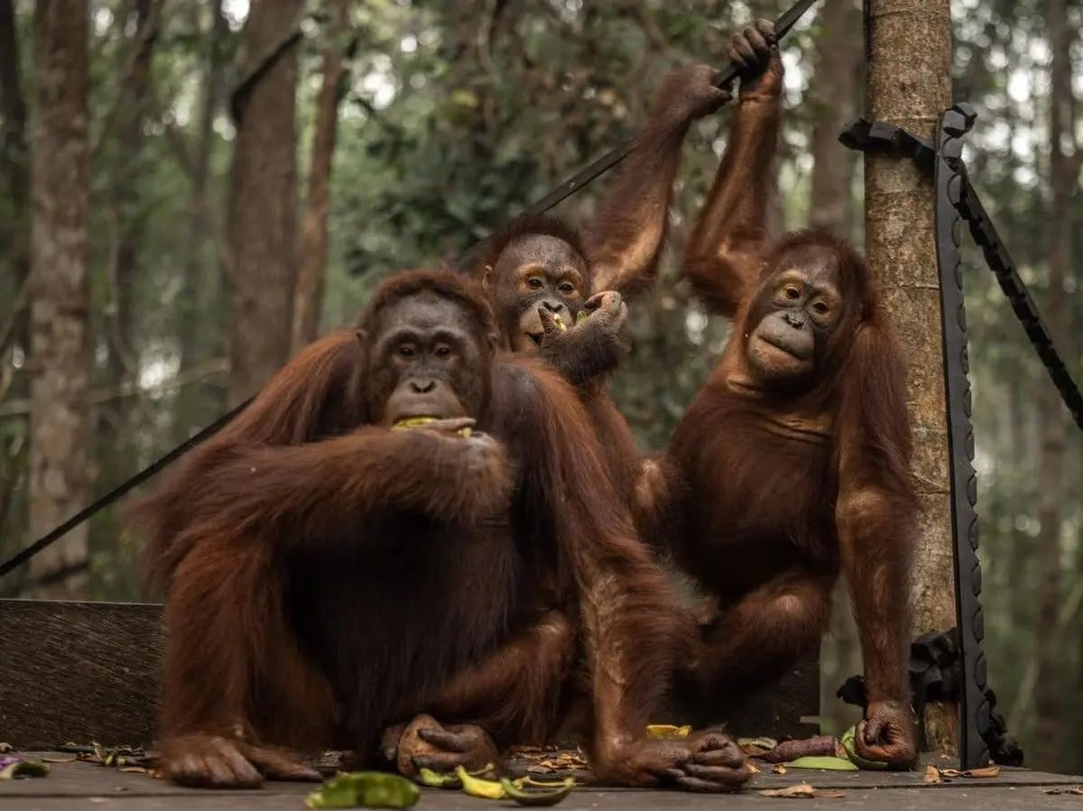 Karhutla Ancam Kesehatan Satwa, Puluhan Orang Utan di Nyaru Menteng Terserang ISPA
